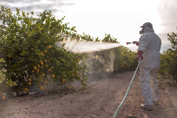Professional Pest Control in Webb City, MO