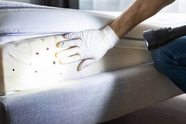 Wasp Removal Services in Webb City, MO