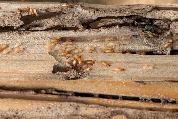 Best Commercial Pest Control Services  in Webb City, MO